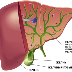 Продукция для здоровья желчного пузыря