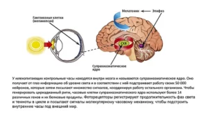 biologicheskije ritmi4