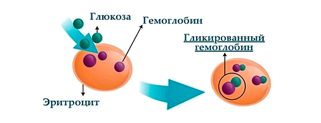 гликированный гемоглобин4