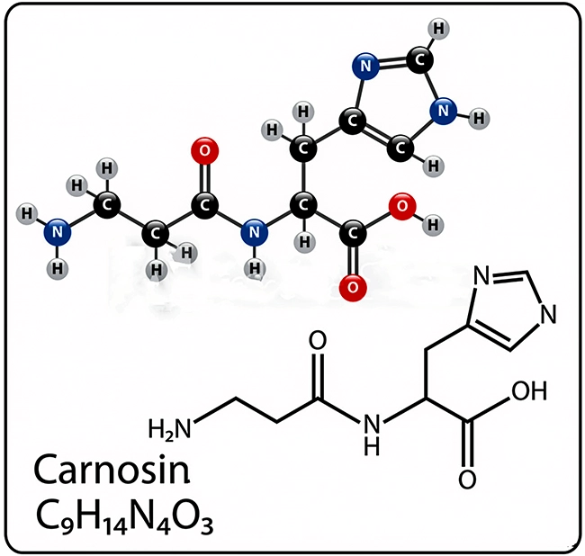 карнозин