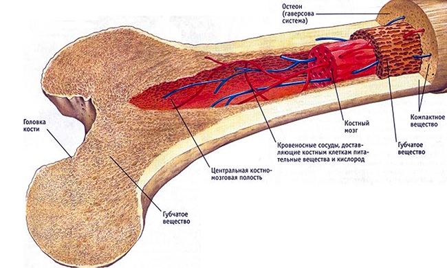 kostnyj-mozg