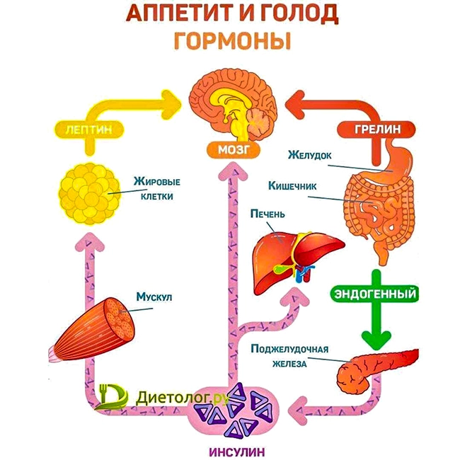 лептин грелин