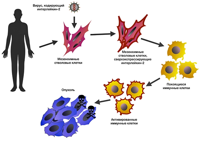 мезенхиальные стволовые клетки при онкологии
