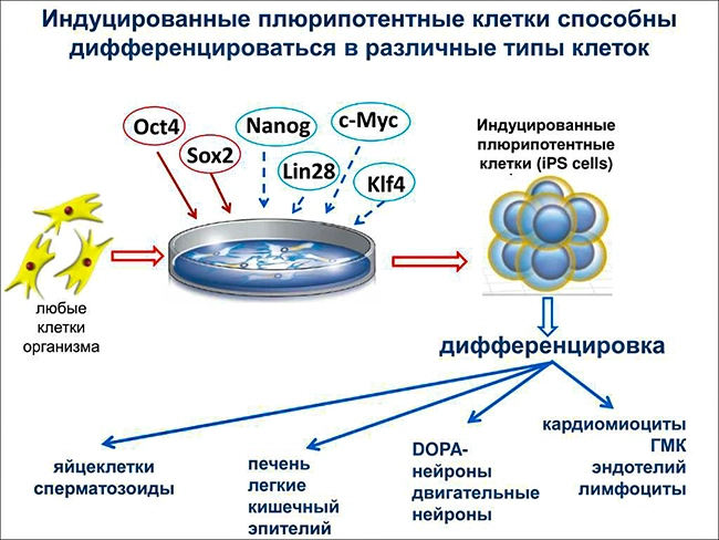 плюрипотентные стволовые клетки